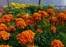 obrázek - oramžova květinka