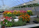 obrázek - květiny ve skleníku