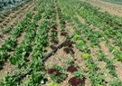 obrázek - pole se saláty