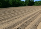 obrázek - pole se zasázenými bramborami